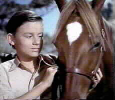 A Tribute to Roddy McDowall - My Friend Flicka (flicka12.jpg)