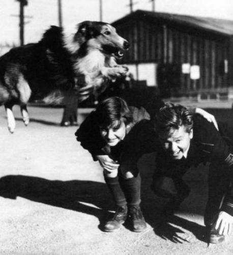 A Tribute to Roddy McDowall - Lassie Come Home (lassie15.jpg)