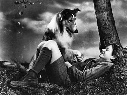 A Tribute to Roddy McDowall - Lassie Come Home (lassie23.jpg)