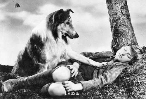 A Tribute to Roddy McDowall - Lassie Come Home (lassie27.jpg)