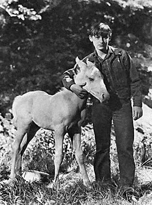 A Tribute to Roddy McDowall - Thunderhead: Son of Flicka (thunder04.jpg)