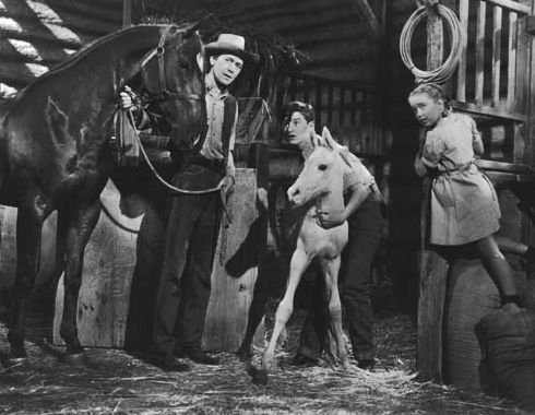 A Tribute to Roddy McDowall - Thunderhead: Son of Flicka (thunder10.jpg)